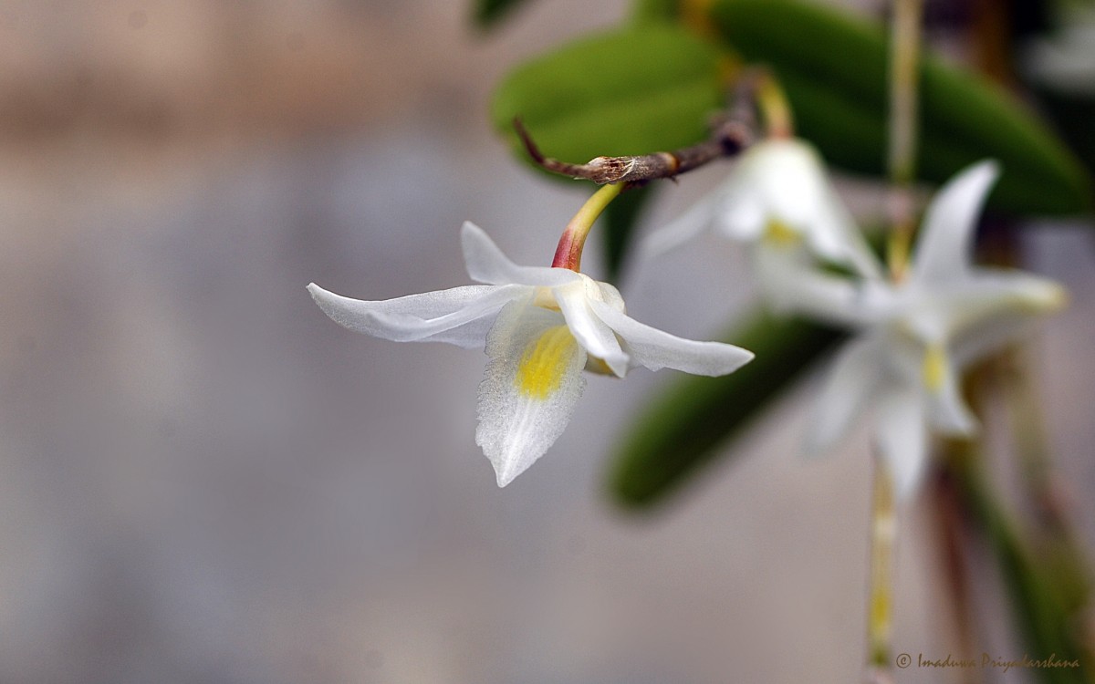 Dendrobium crumenatum Sw.